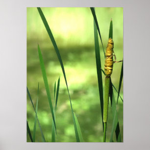 Pôster Cattails na lagoa
