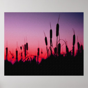 Pôster Cattails no por do sol