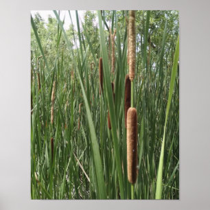 Pôster Cattails nos pantanais, iluminados pela luz solar