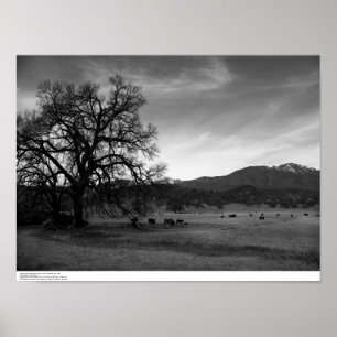 Pôster Cattle North of Stonyford, Colusa County, CA, 1966