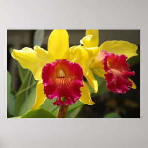 Pôster Cattleya