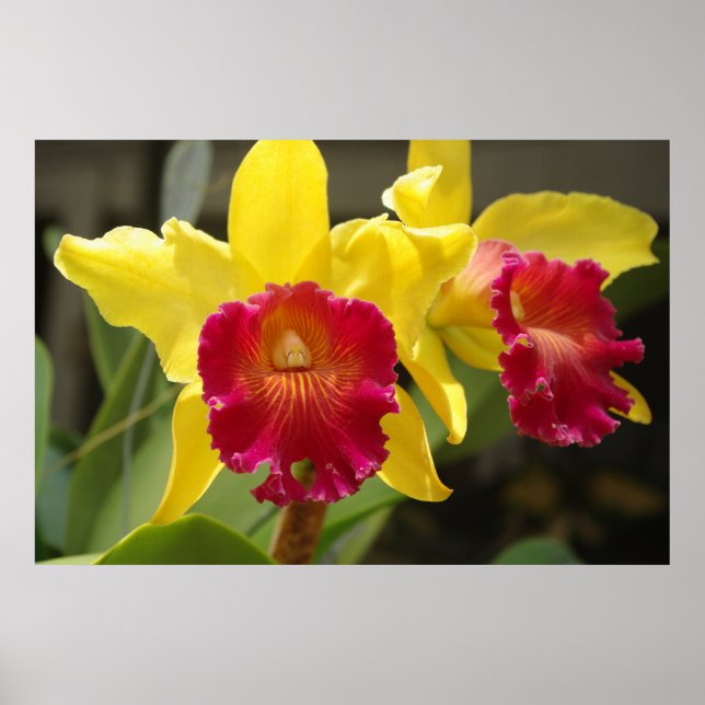 Pôster Cattleya (Frente)