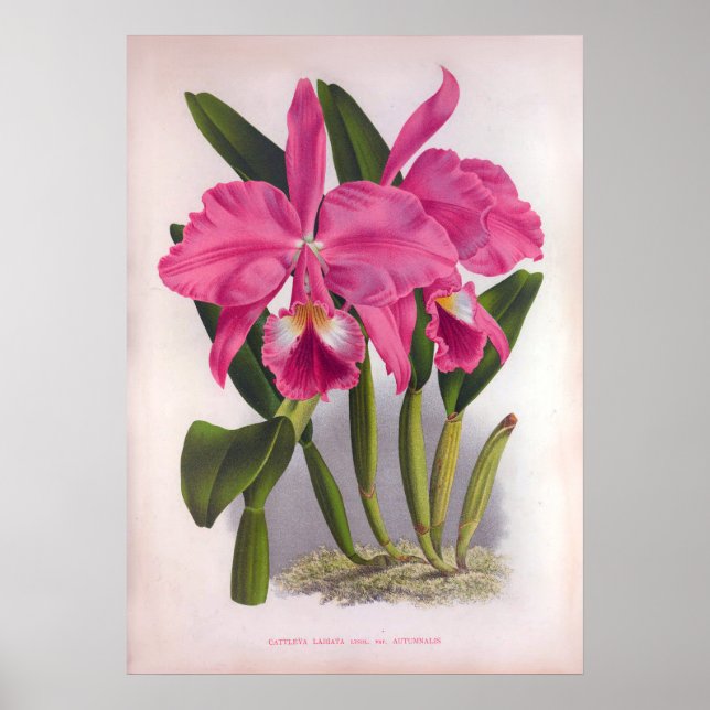 Poster Cattleya Labiata Vintage Orquídeas Rosa Profundas (Frente)