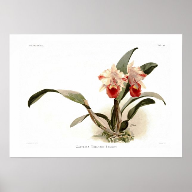 Poster Cattleya trianae ernesti (Frente)