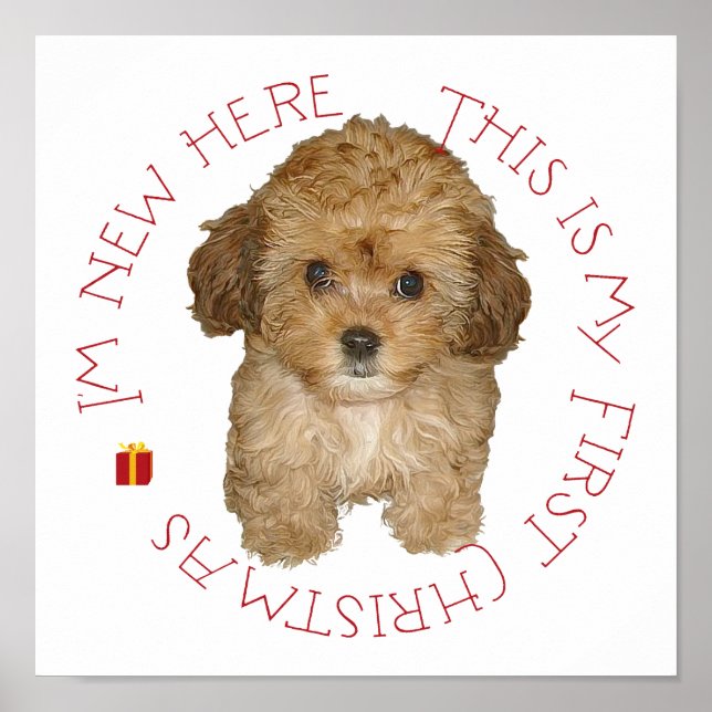 Pôster Cavachon Filhote Primeiro Natal (Frente)