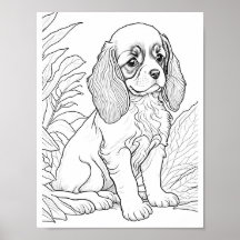 Cavalier King Charles Dog Colour
