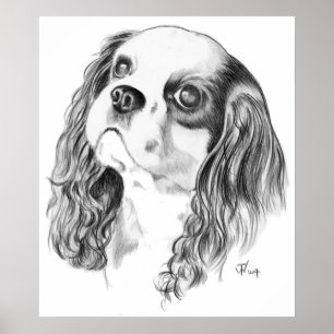 Pôster Cavalier King Charles Drawing