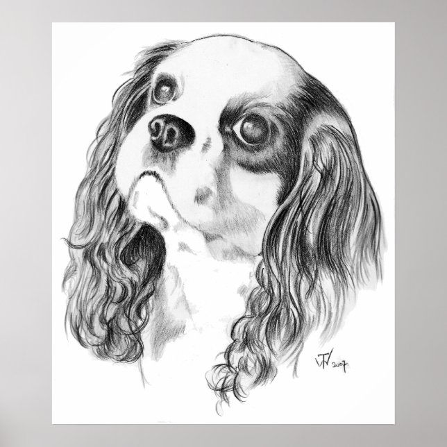 Pôster Cavalier King Charles Drawing (Frente)