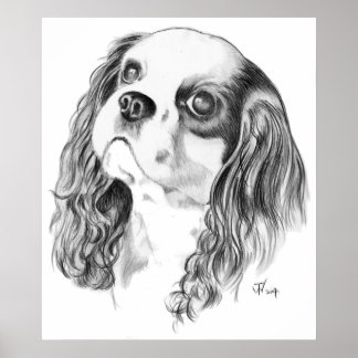 Pôster Cavalier King Charles Spaniel