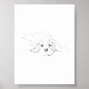 Poster Cavalier King Charles Spaniel Animal de Estimação