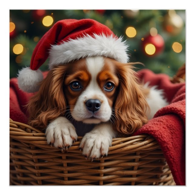 Pôster Cavalier King Charles Spaniel Cozy Basket (Frente)