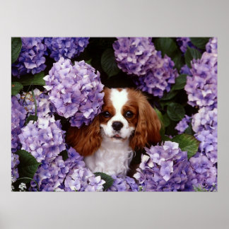 Pôster Cavalier King Charles Spaniel Dog