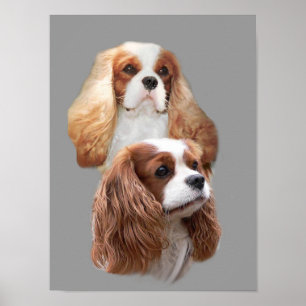 Pôster Cavalier King Charles Spaniel Pretty Girls Print