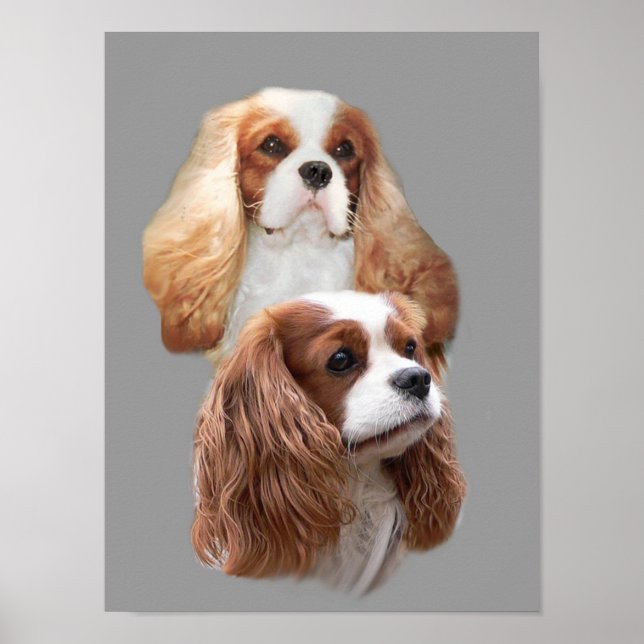 Pôster Cavalier King Charles Spaniel Pretty Girls Print (Frente)