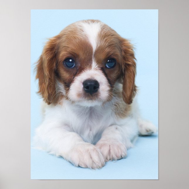 Poster Cavalier King Charles Spaniel Puppy (Frente)