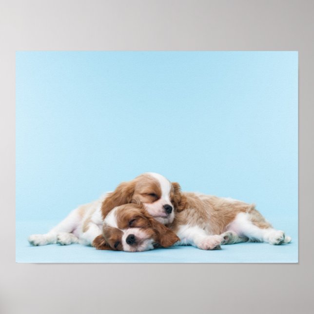 Poster Cavalier King Charles Spaniels Dormindo (Frente)