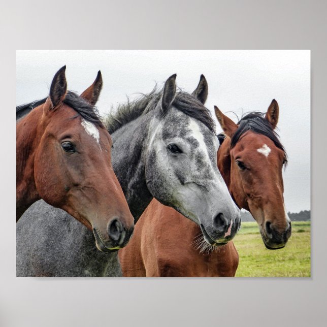 Pôster cavalo (Frente)