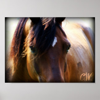 Poster cavalo