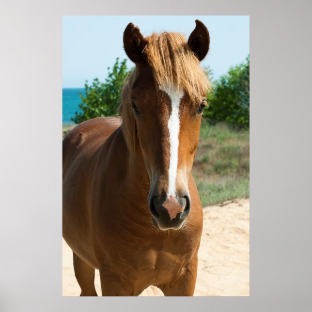 Pôster Cavalo (Frente)