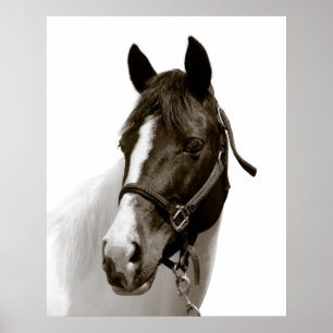 Pôster Cavalo