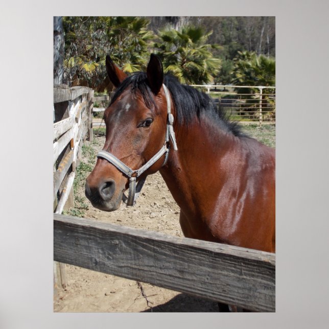 Poster Cavalo (Frente)