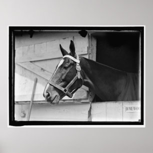 Poster Cavalo 1913 do vintage