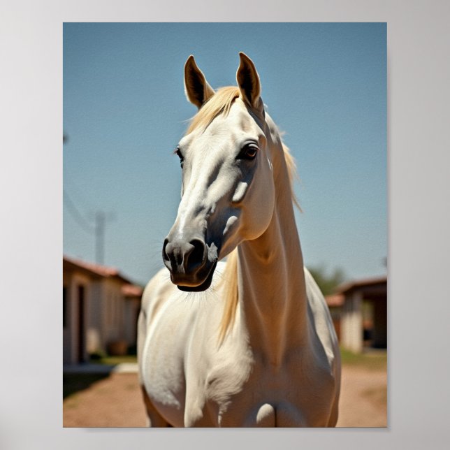 Poster cavalo americano (Frente)