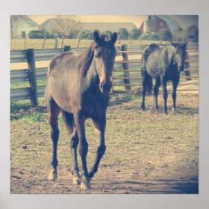 Pôster Cavalo Amigo, Cavalo Tímido