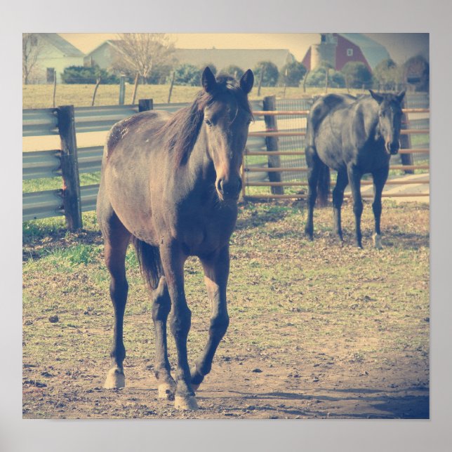 Pôster Cavalo Amigo, Cavalo Tímido (Frente)