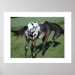 Poster Cavalo Appaloosa