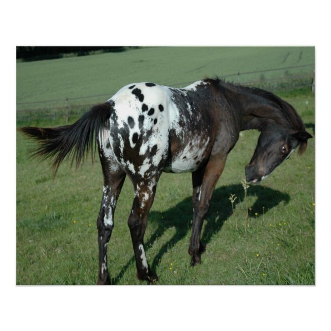 Pôster Cavalo Appaloosa (Frente)