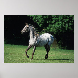 Poster Cavalo Appaloosa Correndo 2
