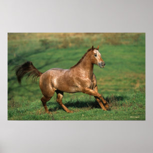 Poster Cavalo Appaloosa Correndo em Campo Grassy