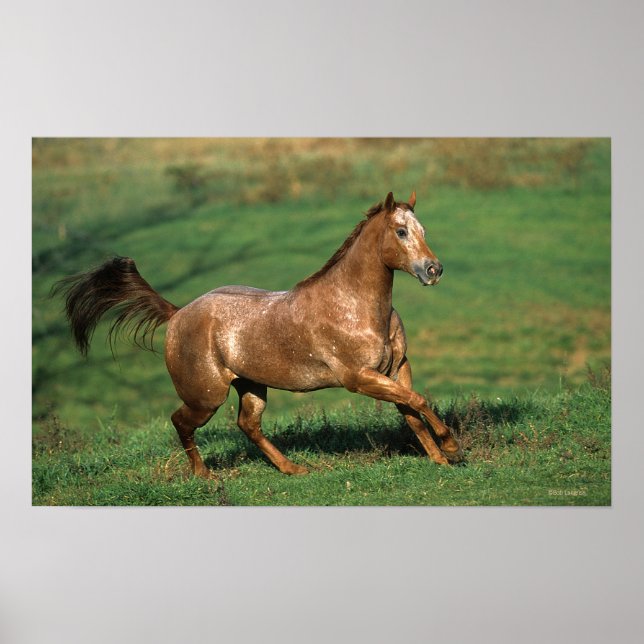 Poster Cavalo Appaloosa Correndo em Campo Grassy (Frente)