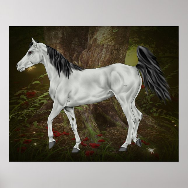 Pôster Cavalo Árabe Cinza (Frente)