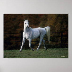 Pôster Cavalo Árabe Correndo 1