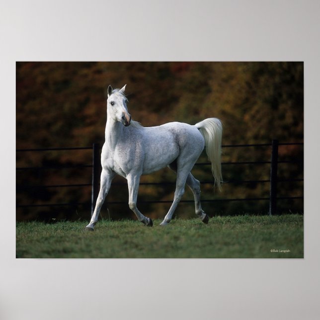 Pôster Cavalo Árabe Correndo 1 (Frente)