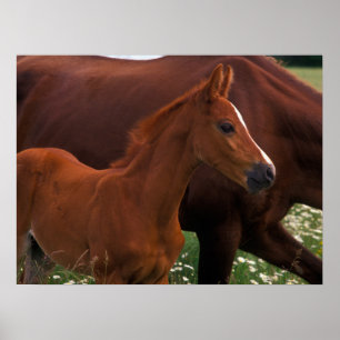 Poster Cavalo Árabe Perto da Mãe