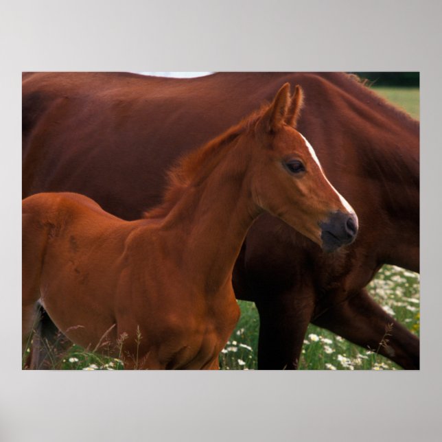 Poster Cavalo Árabe Perto da Mãe (Frente)