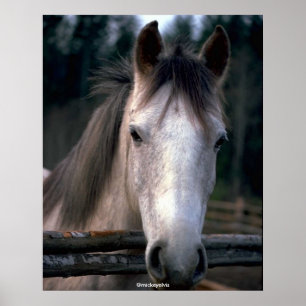 Poster Cavalo bonito