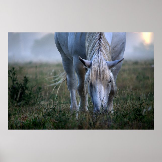 Poster Cavalo Branco (Frente)