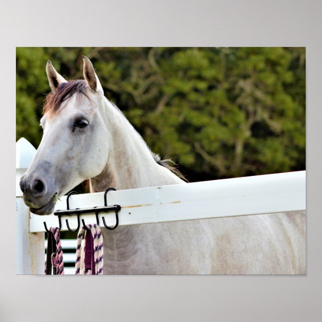 Poster Cavalo Branco (Frente)