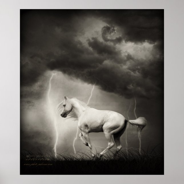 Poster Cavalo branco (Frente)