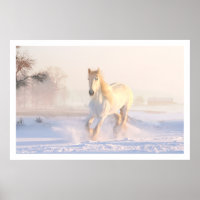 Cavalo Branco Bonito