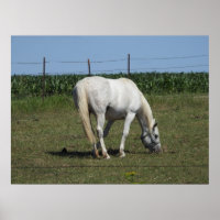 Cavalo Branco Bonito Comendo no Campo na Fazenda