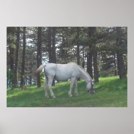 Poster Cavalo Branco Bonito e Elegante Arte Original