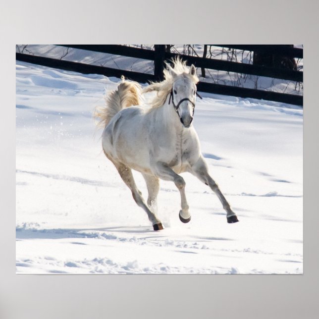 Pôster Cavalo Branco Correndo Em Neve (Frente)