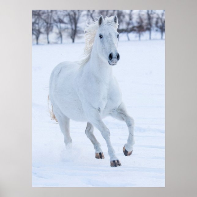 Poster Cavalo Branco Correndo na Neve (Frente)