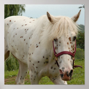 Poster Cavalo Branco do Amor