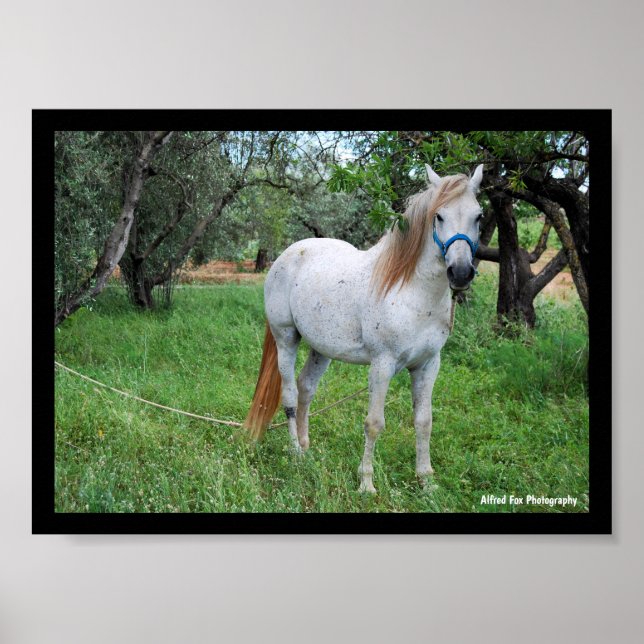 Poster Cavalo Branco em Campo de Grama (Frente)